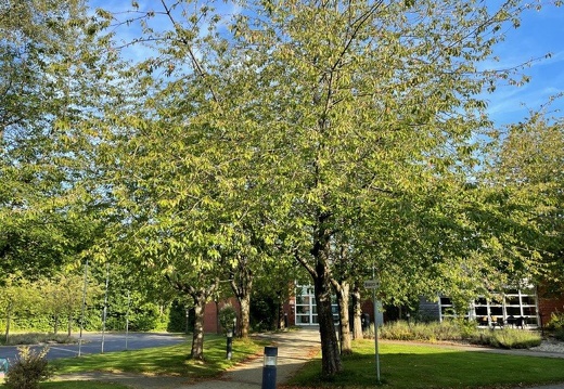 13a